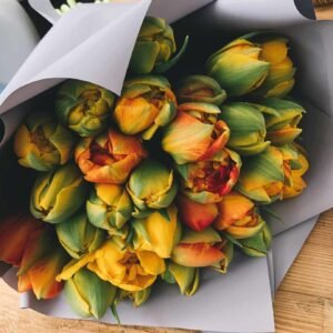Tulip