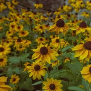 Rudbeckia